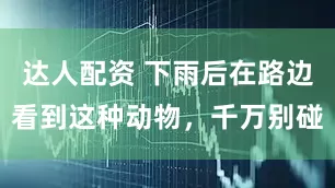 达人配资 下雨后在路边看到这种动物，千万别碰